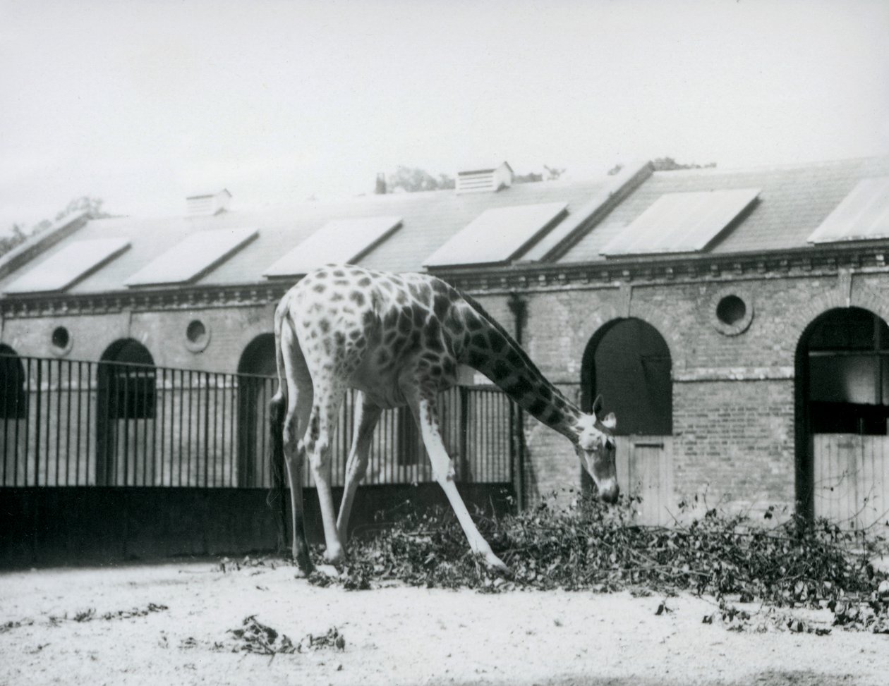 Fêmea Girafa, 