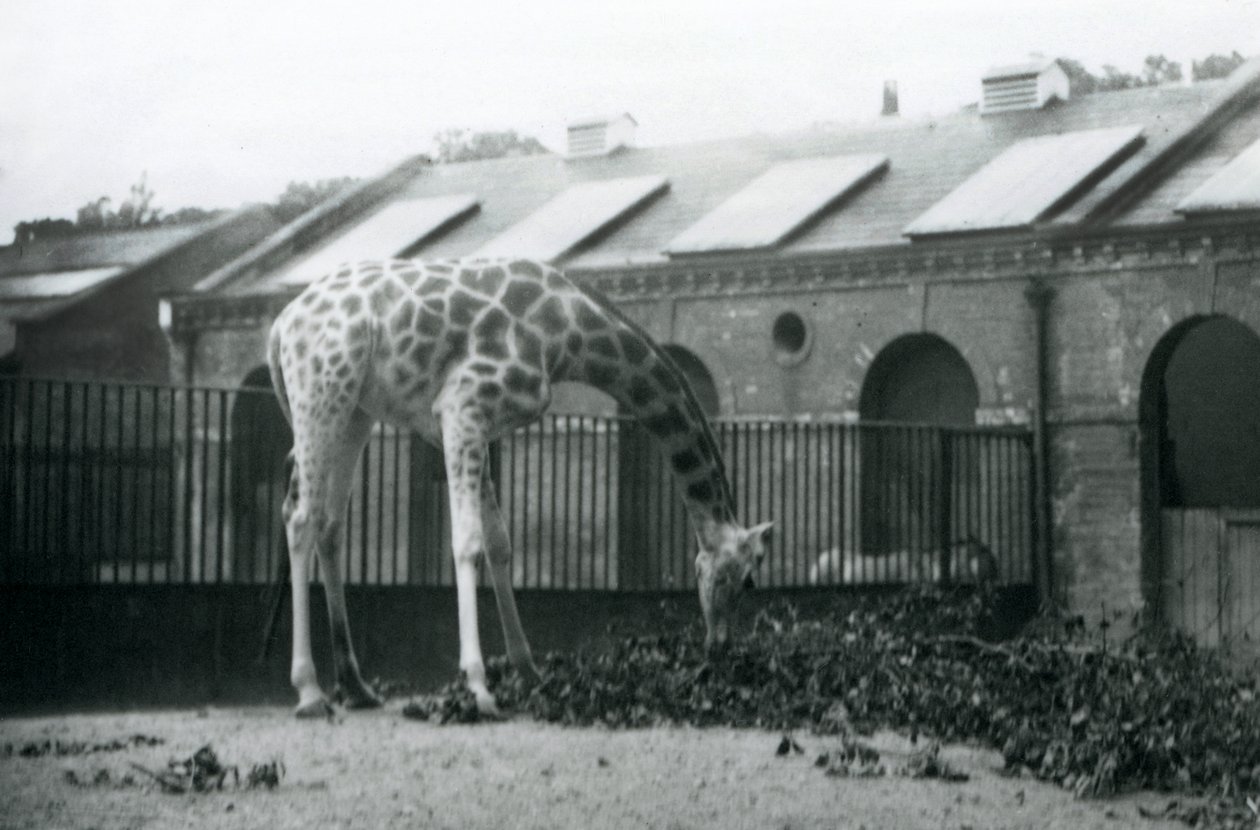 Fêmea Girafa, 