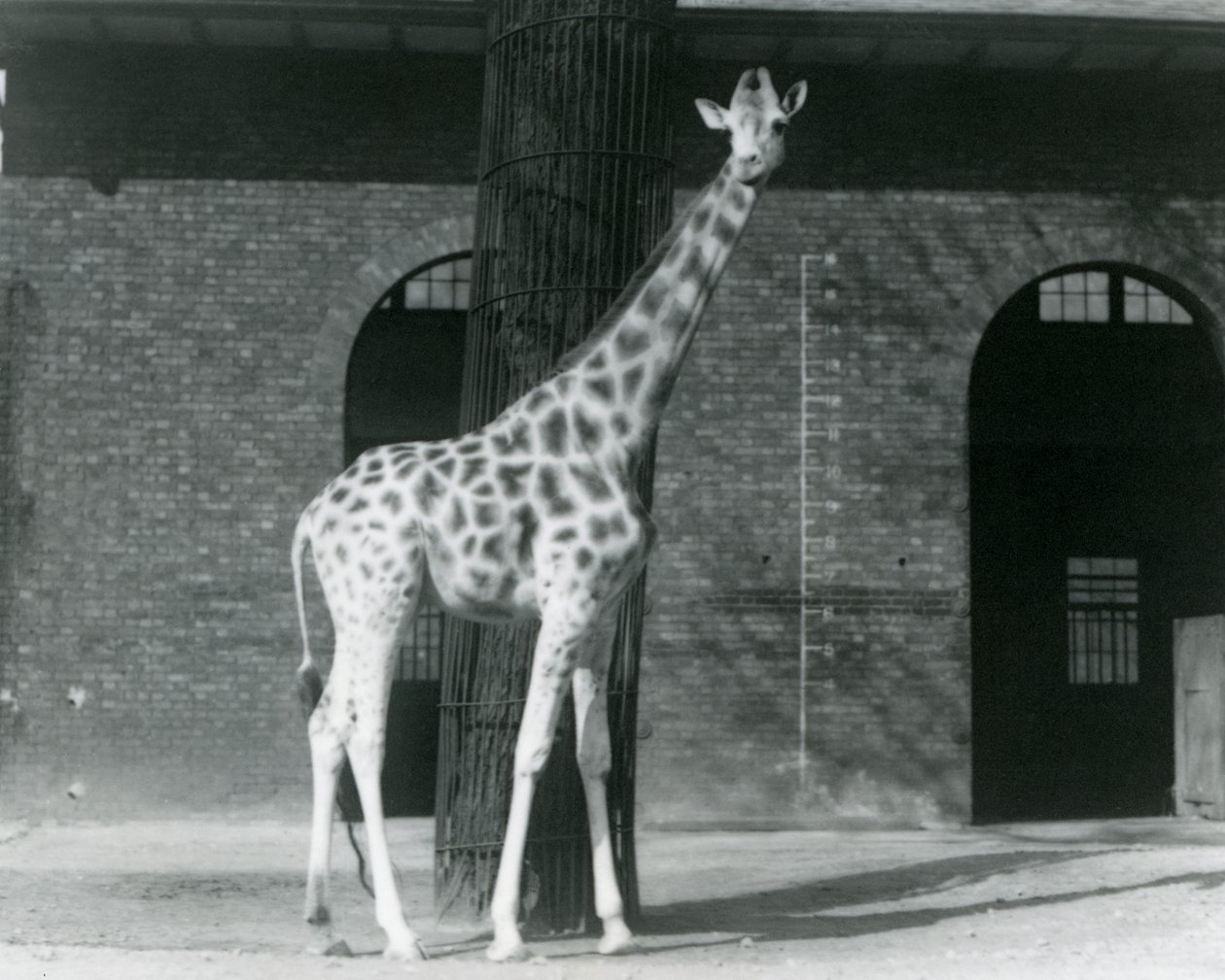 Fêmea Girafa, 