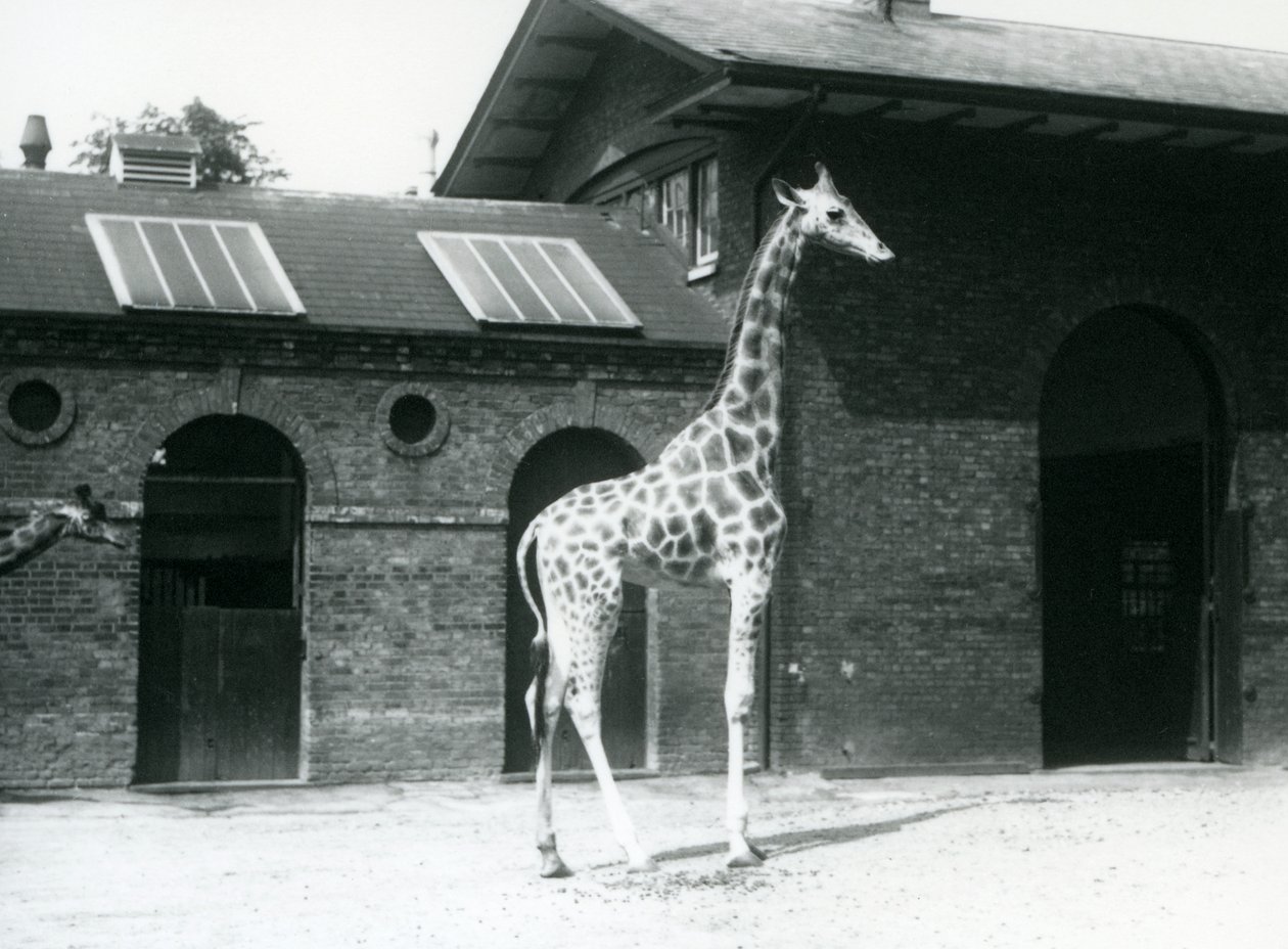 Girafa fêmea, Maud, que está no prado fora da casa da girafa, jardim zoológico de Londres, em julho de 1925 de Frederick William Bond