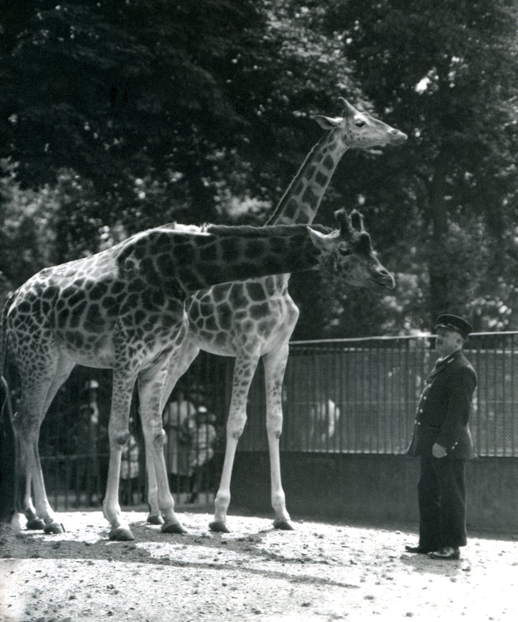 Girafas femininas Maud e Maggie, com o detentor Ernie Professor Bowman, zoológico de Londres, julho de 1924 de Frederick William Bond