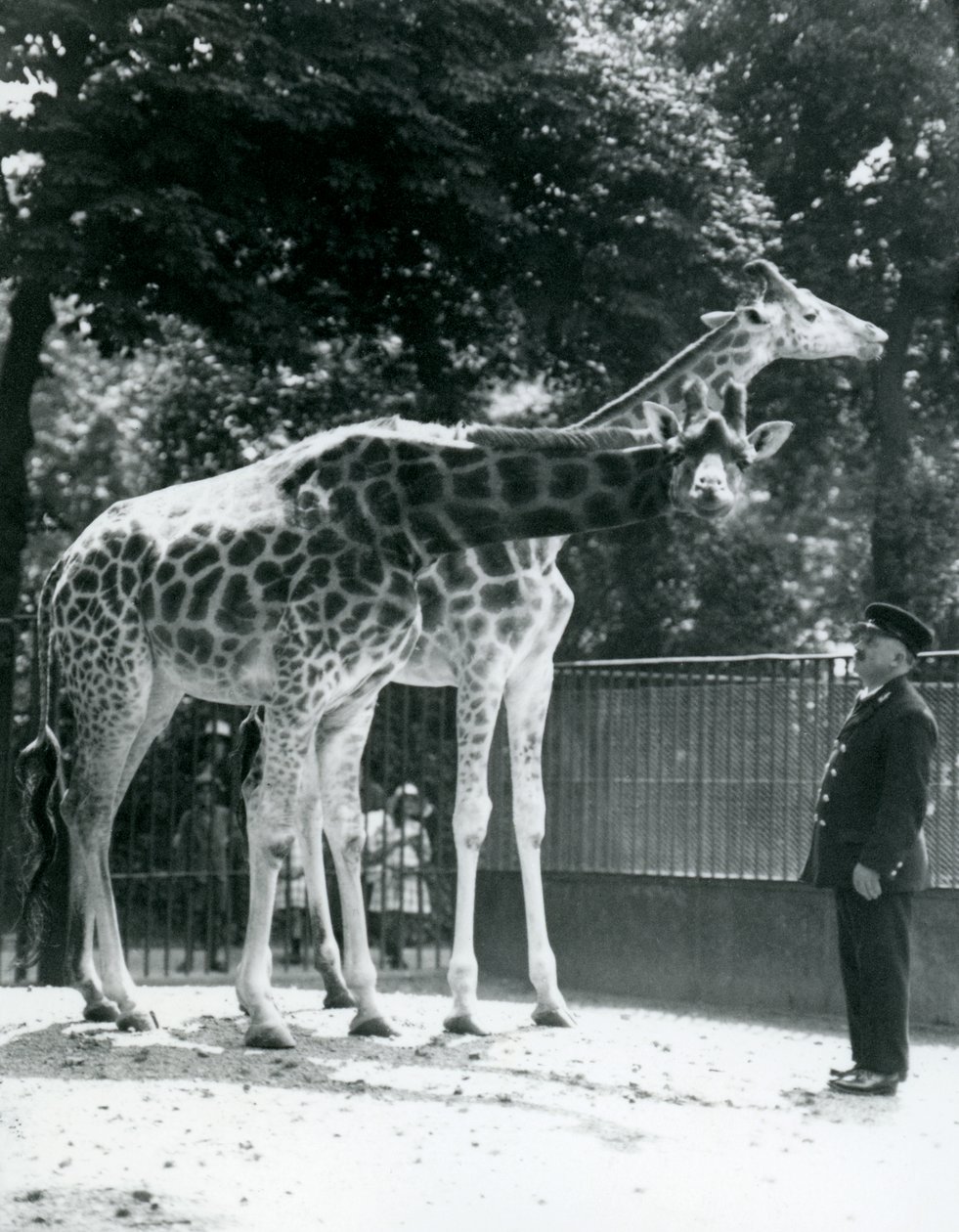 Girafas femininas Maud e Maggie, com o detentor Ernie Professor Bowman, zoológico de Londres, julho de 1924 de Frederick William Bond