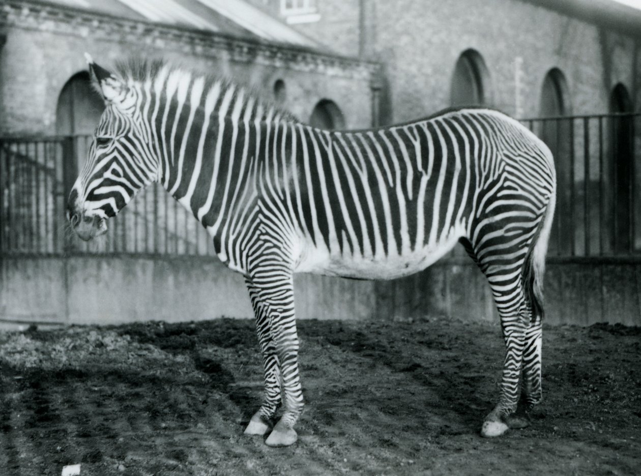 Zebra de Grevys fêmea, ou zebra imperial, Jennie que está em seu paddock no jardim zoológico de Londres, 1927 de Frederick William Bond
