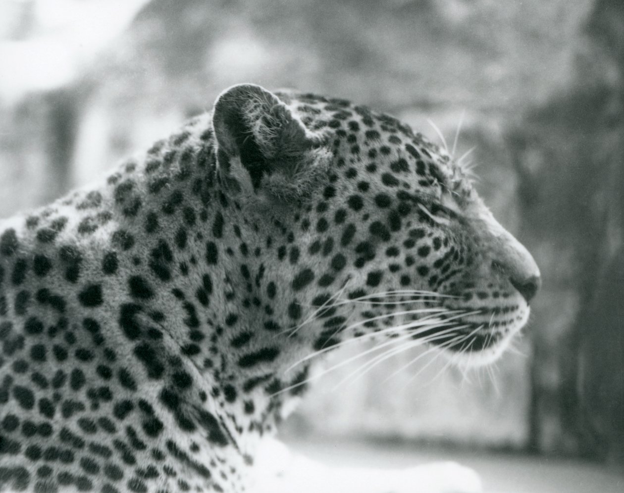 Daisy leopardo fêmea no zoológico de Londres em agosto de 1925 de Frederick William Bond