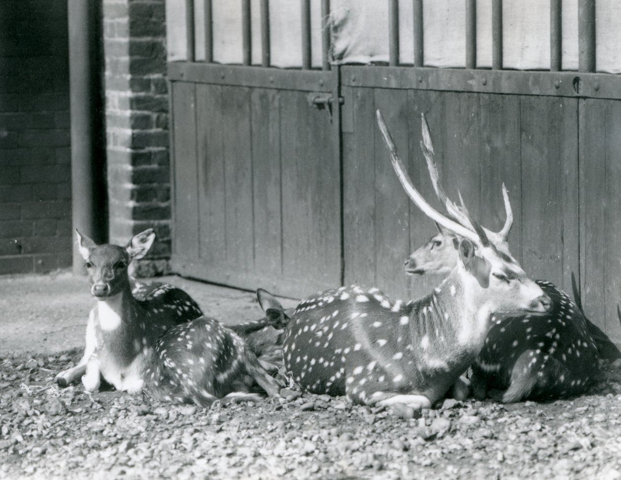 Four Axis Deer incluindo, um fanfarrão com chifres, no zoológico de Londres em 1924 de Frederick William Bond