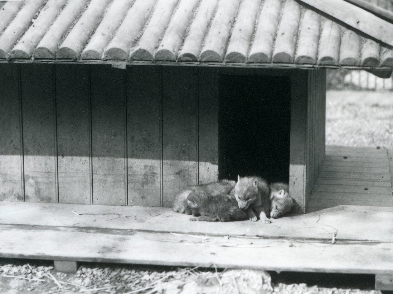 Quatro cachorros coiote descansam na entrada do seu canil den/wooden, Jardim Zoológico de Londres de Frederick William Bond