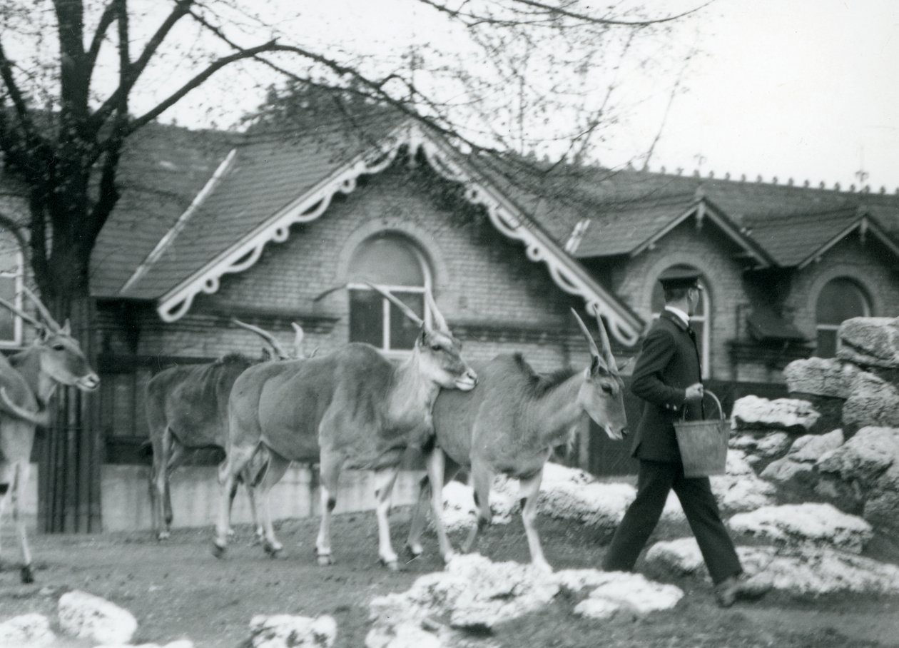 Quatro Eland seguem seu goleiro, na hora da alimentação, no paddock em frente à Antelope House, Zoológico de Londres, em junho de 1925 de Frederick William Bond
