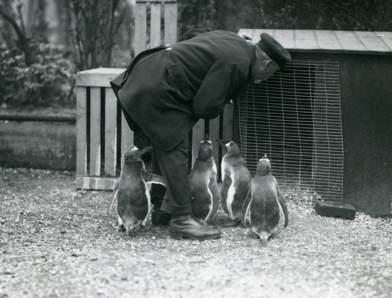 Pinguins Gentoo com goleiro Albert White, zoológico de Londres, c.1914 de Frederick William Bond