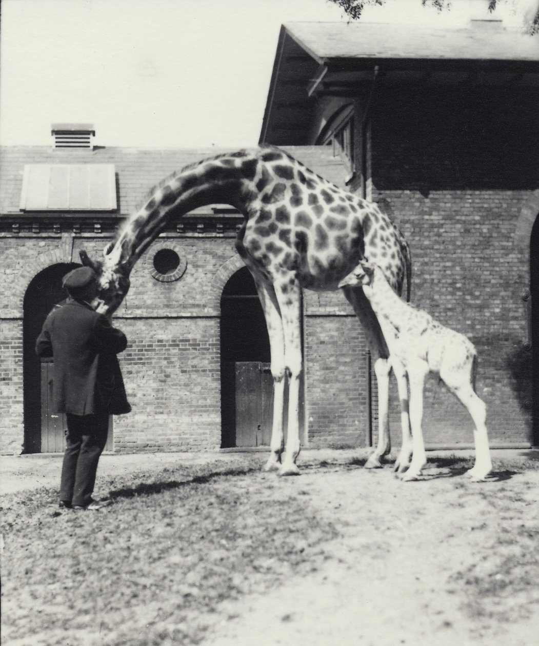 Girafa, com, 3 dia velho, bebê, e, keeper, em, jardim zoológico londres, 1914 de Frederick William Bond