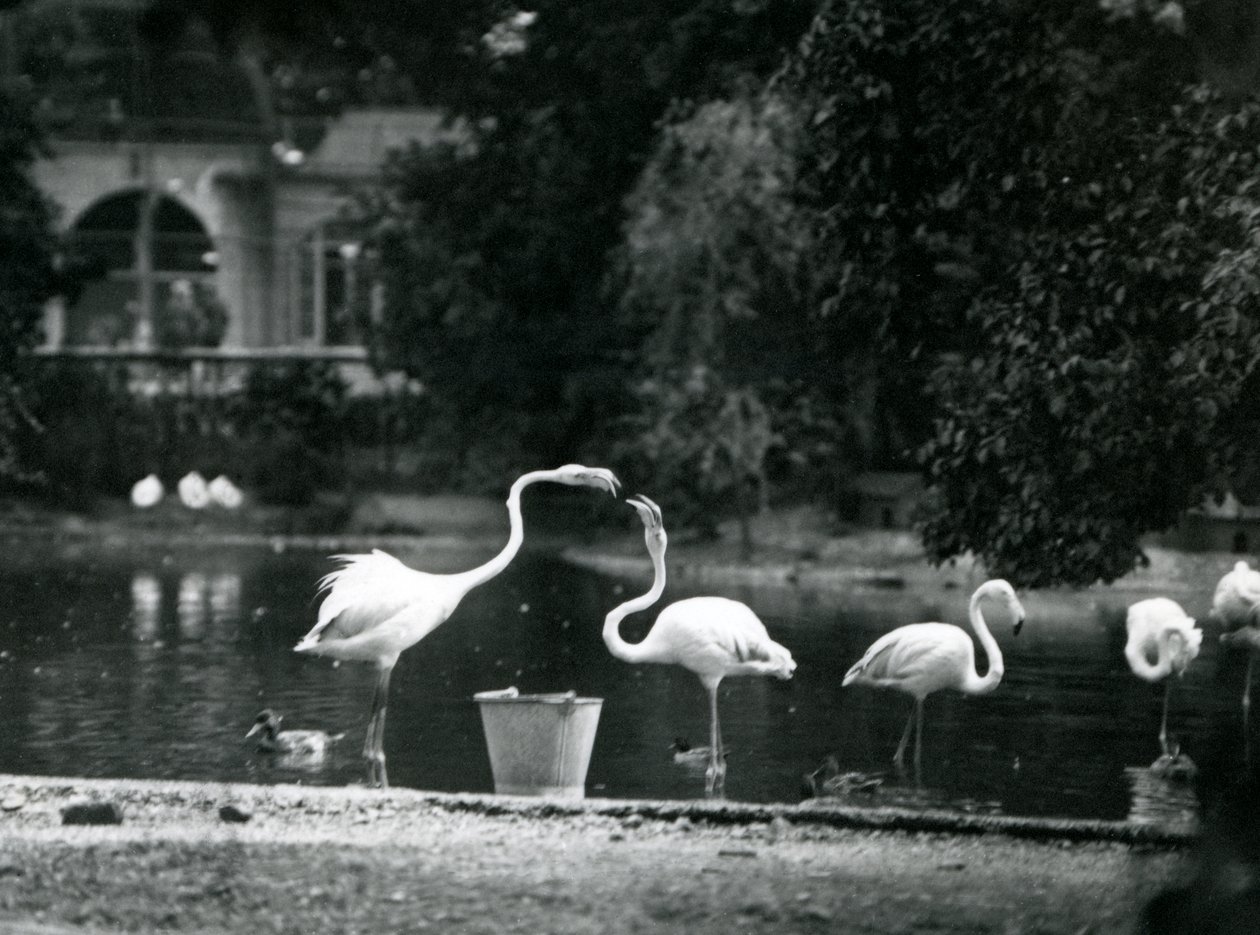 Flamingos maiores em seu lago no zoológico de Londres em 1924 de Frederick William Bond