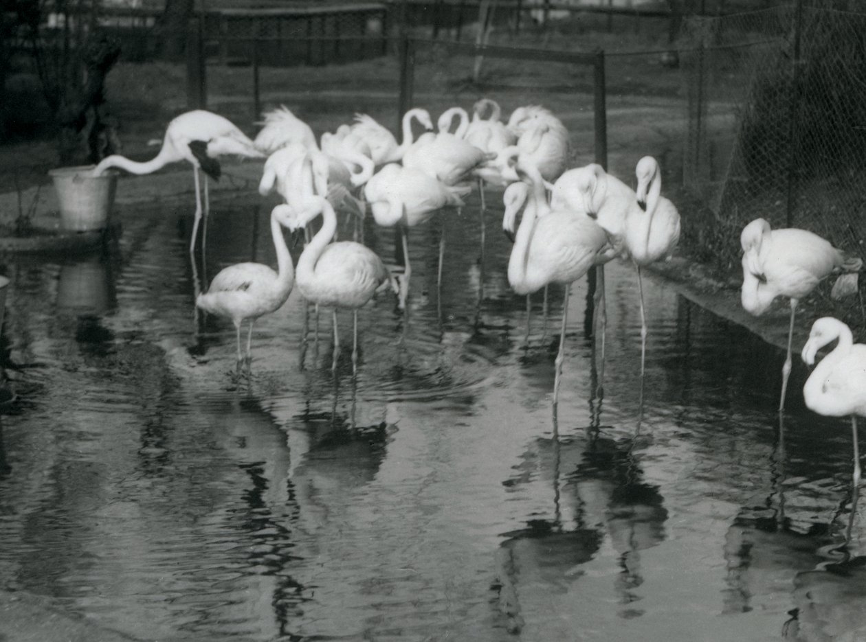 Flamingos maiores em sua lagoa no zoológico de Londres, 1926 de Frederick William Bond