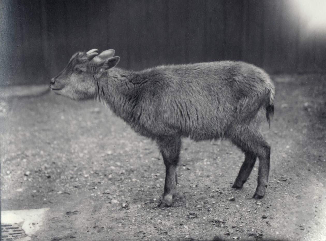 Goral do Himalaia no zoológico de Londres, 1914. de Frederick William Bond