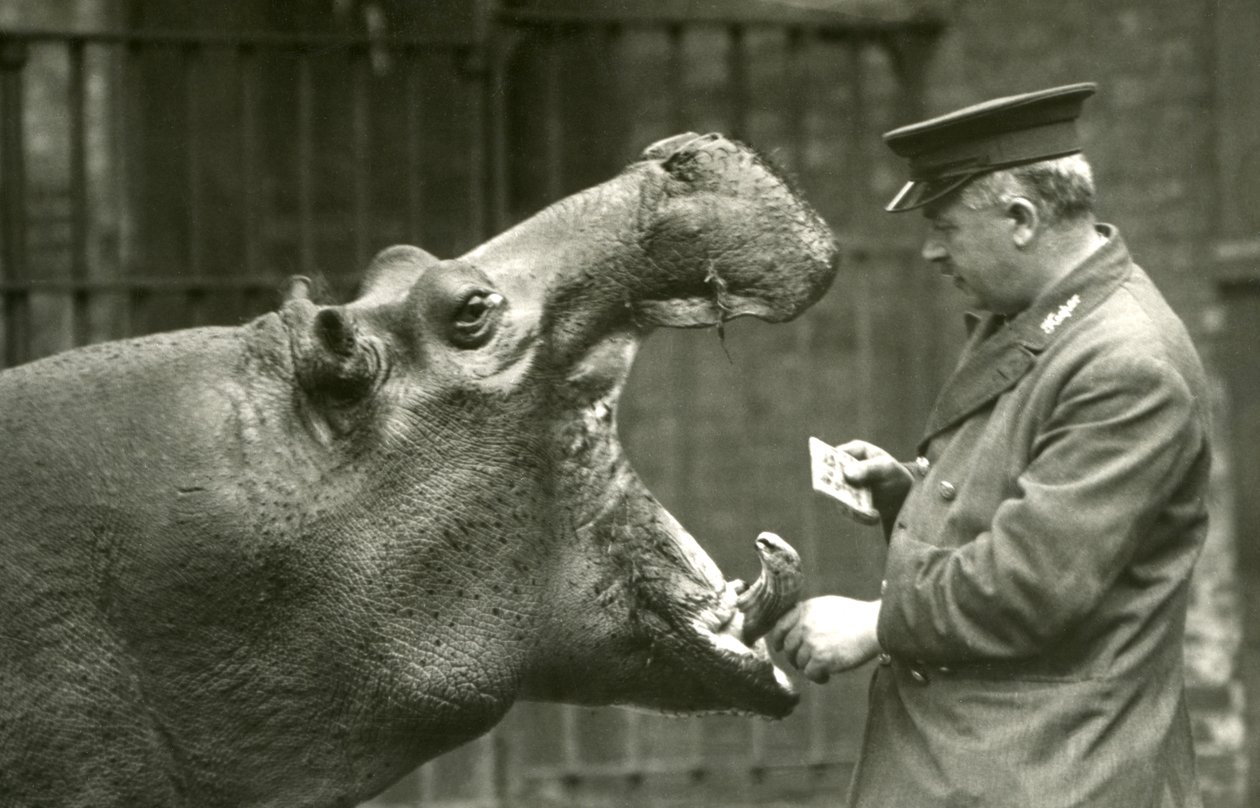 Hipopótamo Bobbie com o goleiro Ernie Bowman, zoológico de Londres, 1927 de Frederick William Bond