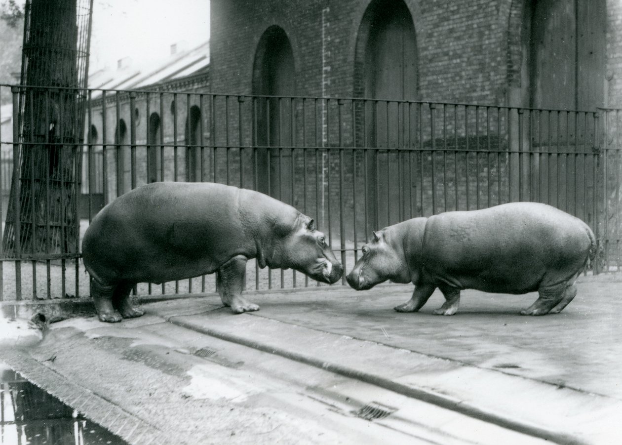 Hipopótamos Bobbie e Joan são apresentados no zoológico de Londres, em 1923 (bw photo) de Frederick William Bond