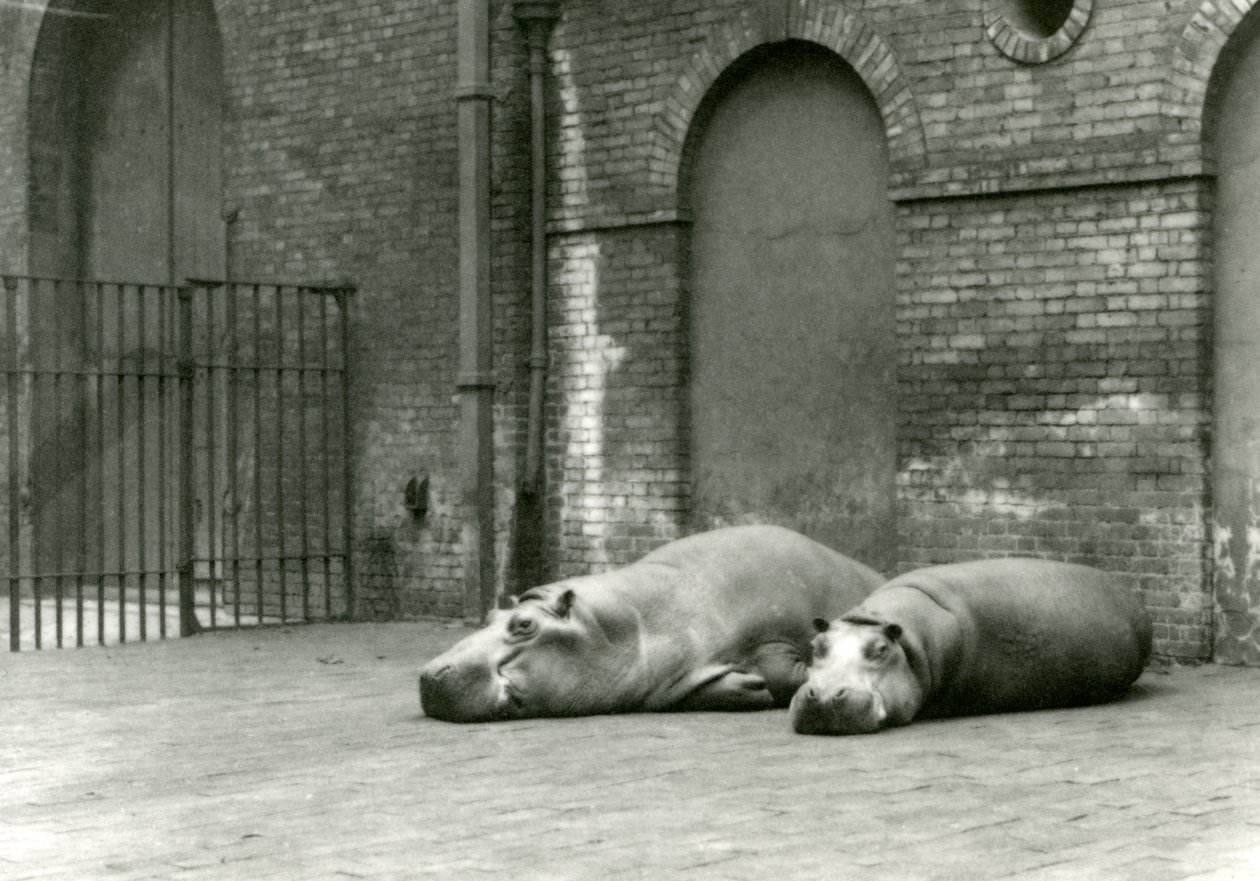 Hipopótamos Bobbie e Joan no zoológico de Londres, em julho de 1923 (foto bw) de Frederick William Bond