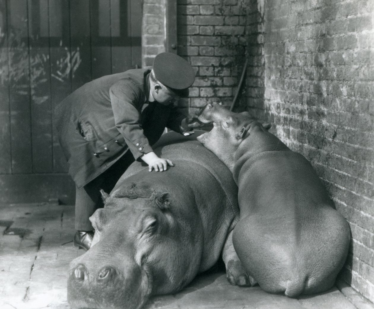 Hipopótamos Joan e Jimmy no zoológico de Londres em 1927 de Frederick William Bond
