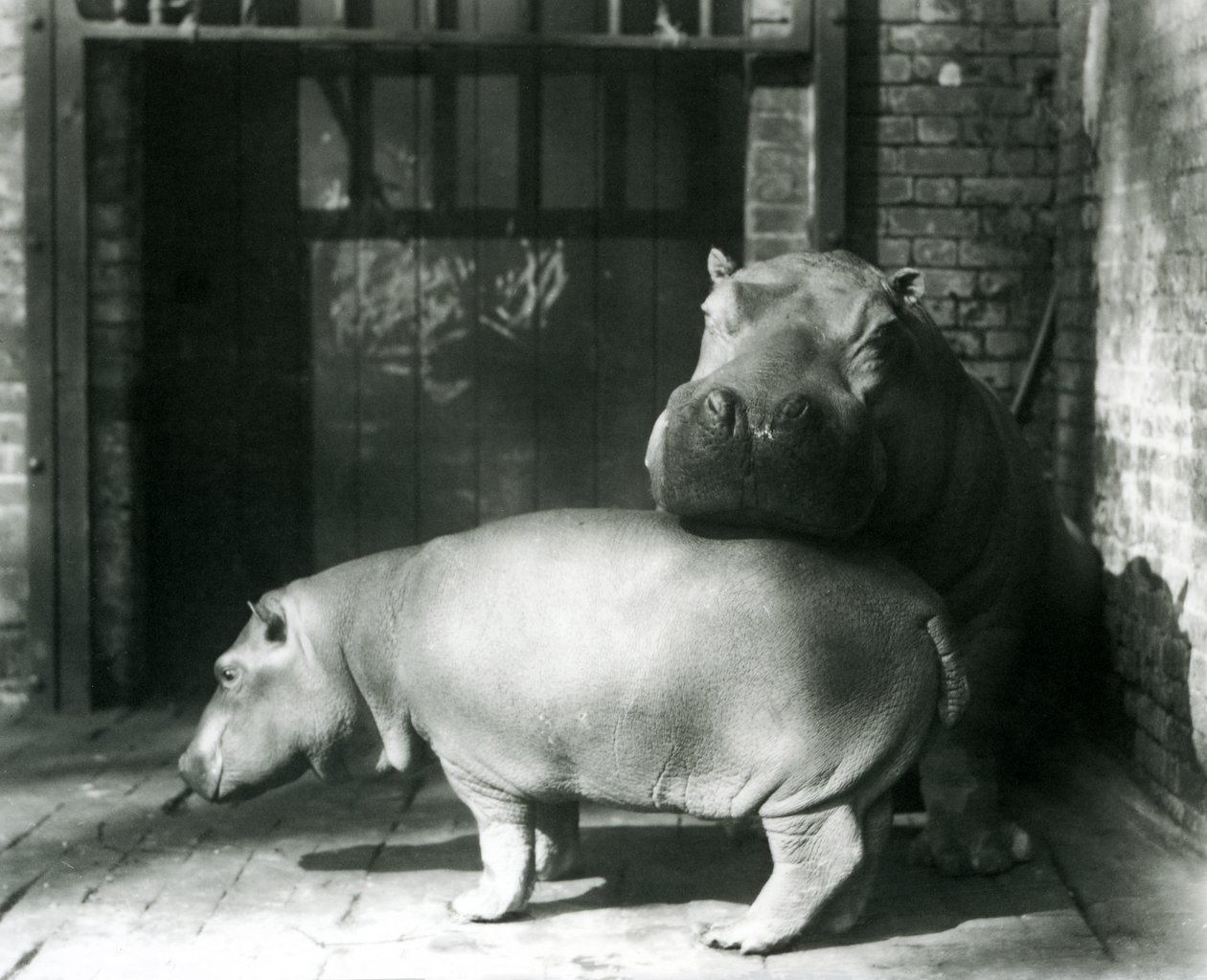 Hipopótamos Joan e Jimmy no zoológico de Londres em 1927 de Frederick William Bond