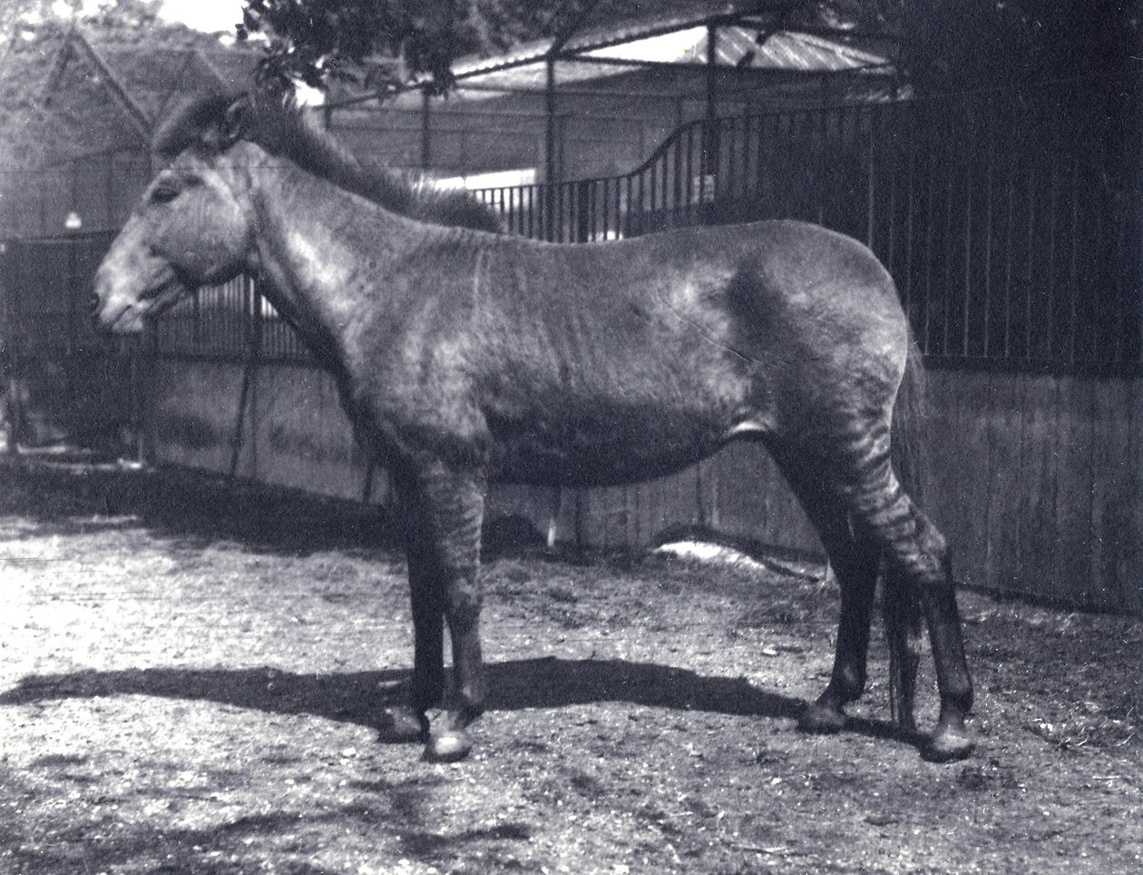 Zebrahorse híbrido no zoológico de Londres, em julho de 1916 de Frederick William Bond