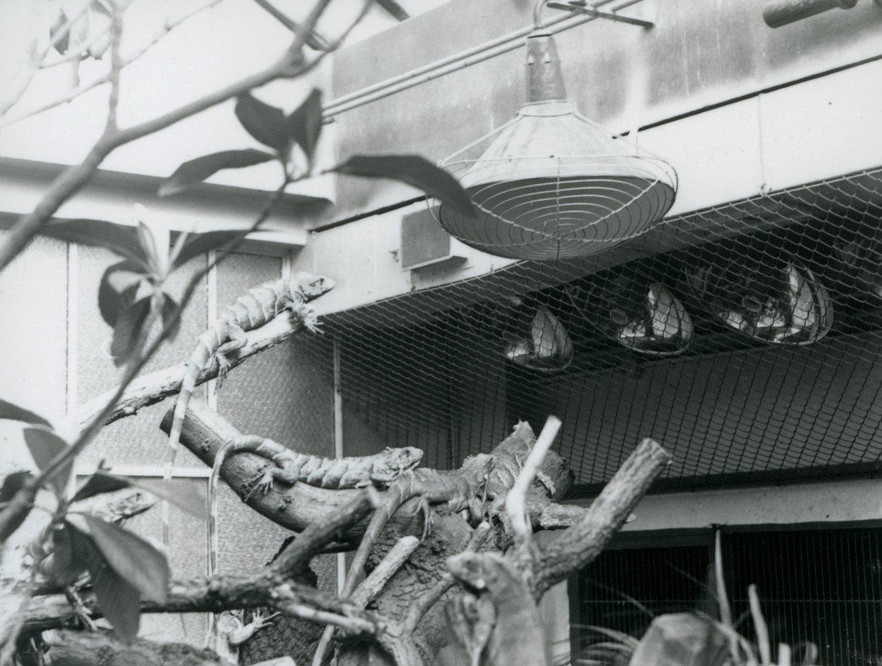 Iguanas, baseando-se em ramos, desfrutando da luz artificial do sol em seu recinto, Jardim Zoológico de Londres, agosto de 1928 (foto a p/b) de Frederick William Bond