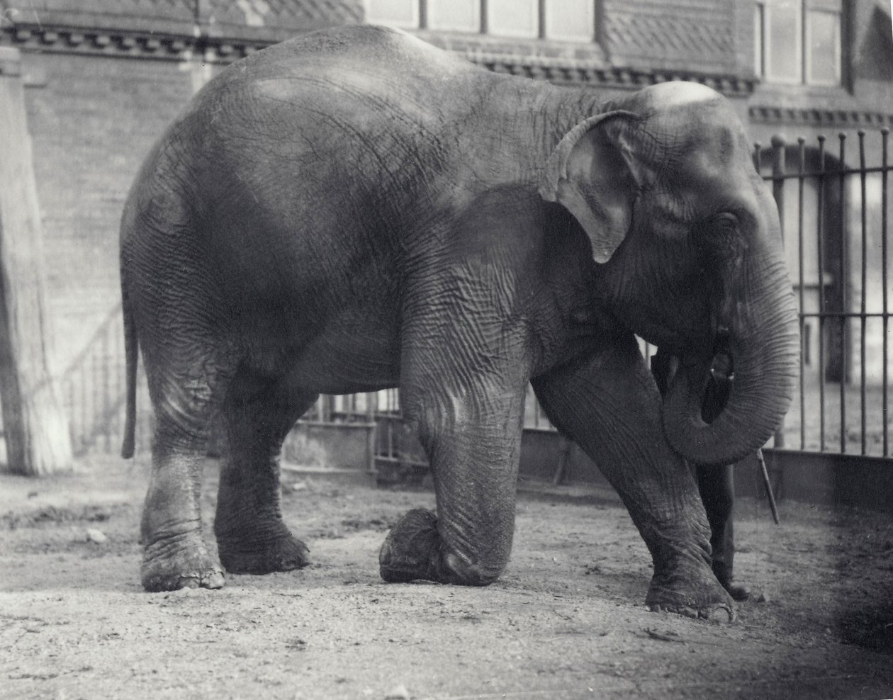 Elefante indiano, Assam Lukhi, ajoelhado com guardião no zoológico de Londres, em abril de 1914 de Frederick William Bond