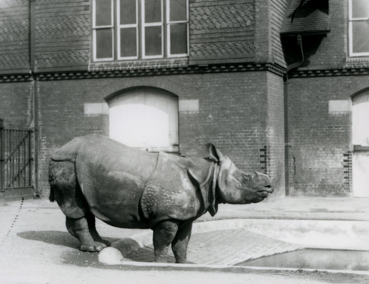 Rinoceronte indiano Felix em pé na borda de sua piscina no zoológico de Londres em 1927 de Frederick William Bond