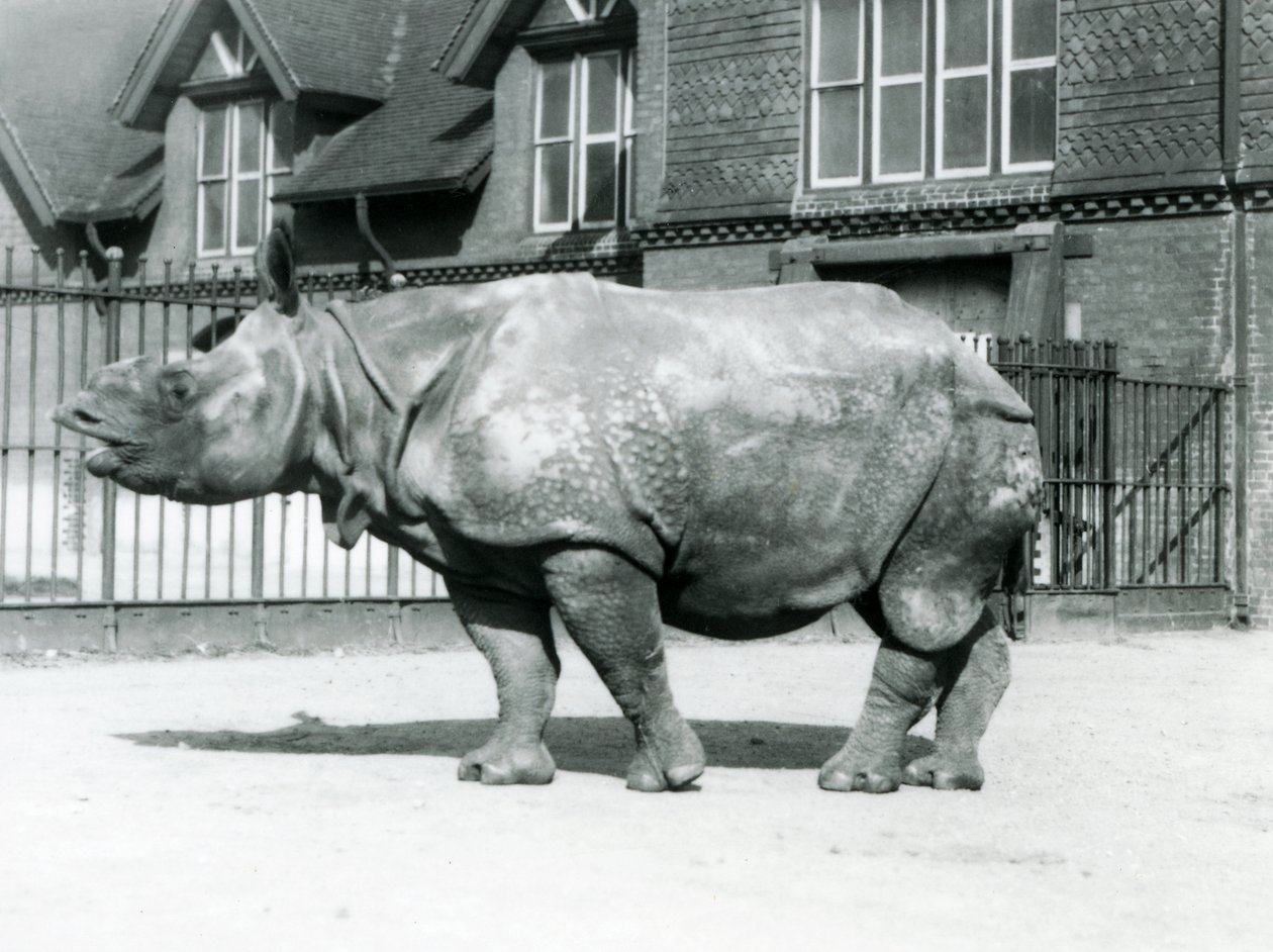 Rinoceronte-indiano Felix em pé no seu paddock no zoológico de Londres, 1927 de Frederick William Bond