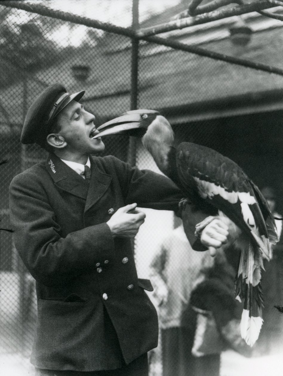 Guardião, T. Raggett alimentando um grande Hornbill indiano com uma fruta em sua boca. Zoológico de Londres 1924 de Frederick William Bond
