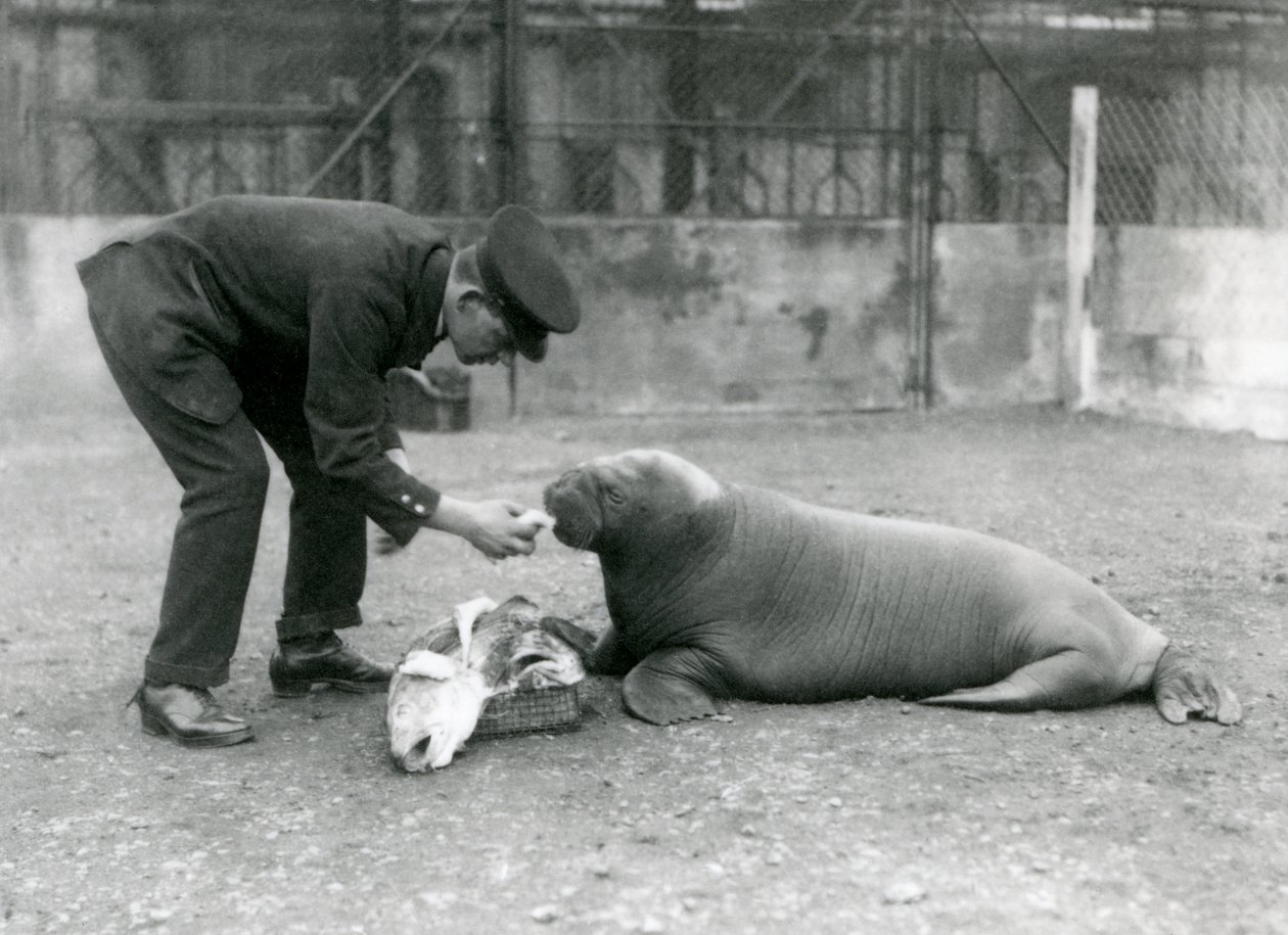 Guardião, Arthur Chandler, alimentando peixes a uma jovem Morsa, Zoológico de Londres, 1924 de Frederick William Bond