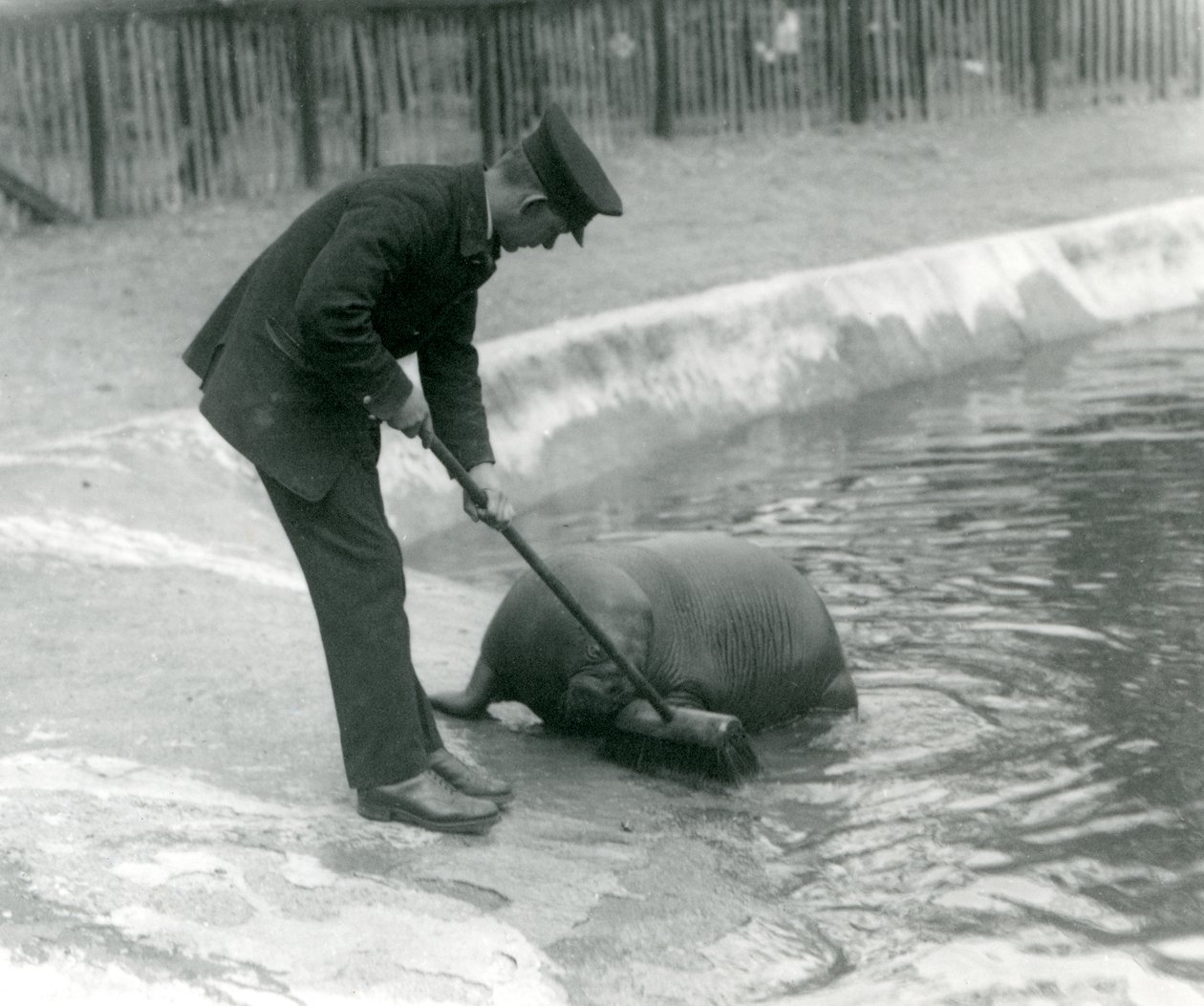 O guardião Arthur Chandler varre a piscina Walrus, o zoológico de Londres, em 1924 de Frederick William Bond