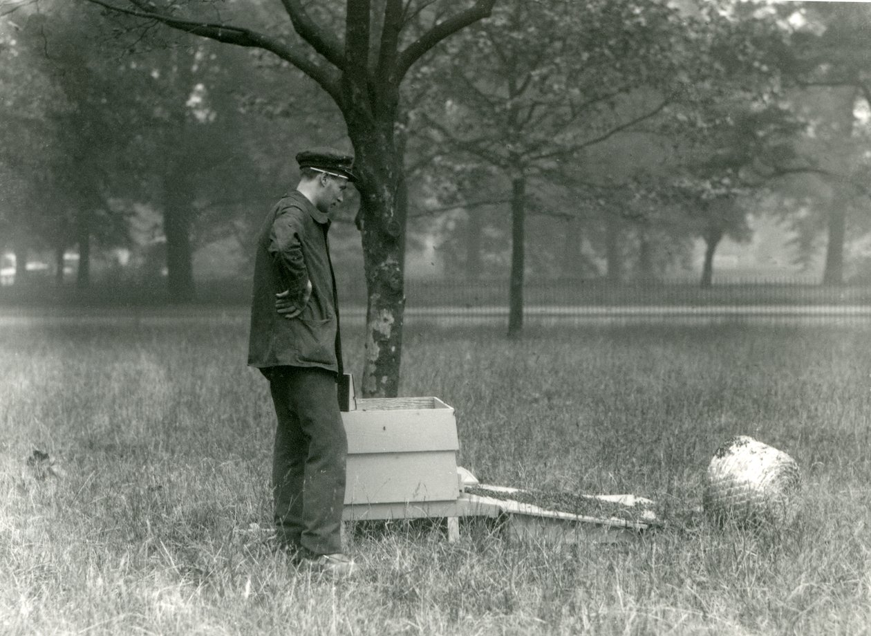 Keeper Brown movendo um enxame de abelhas, London Zoo, em julho de 1926 de Frederick William Bond