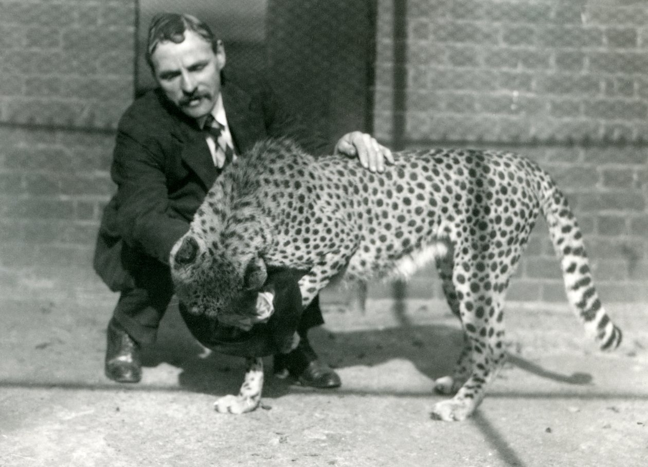 Guardião Charles Dixon com uma chita brincalhona no zoológico de Londres, outubro de 1922 de Frederick William Bond