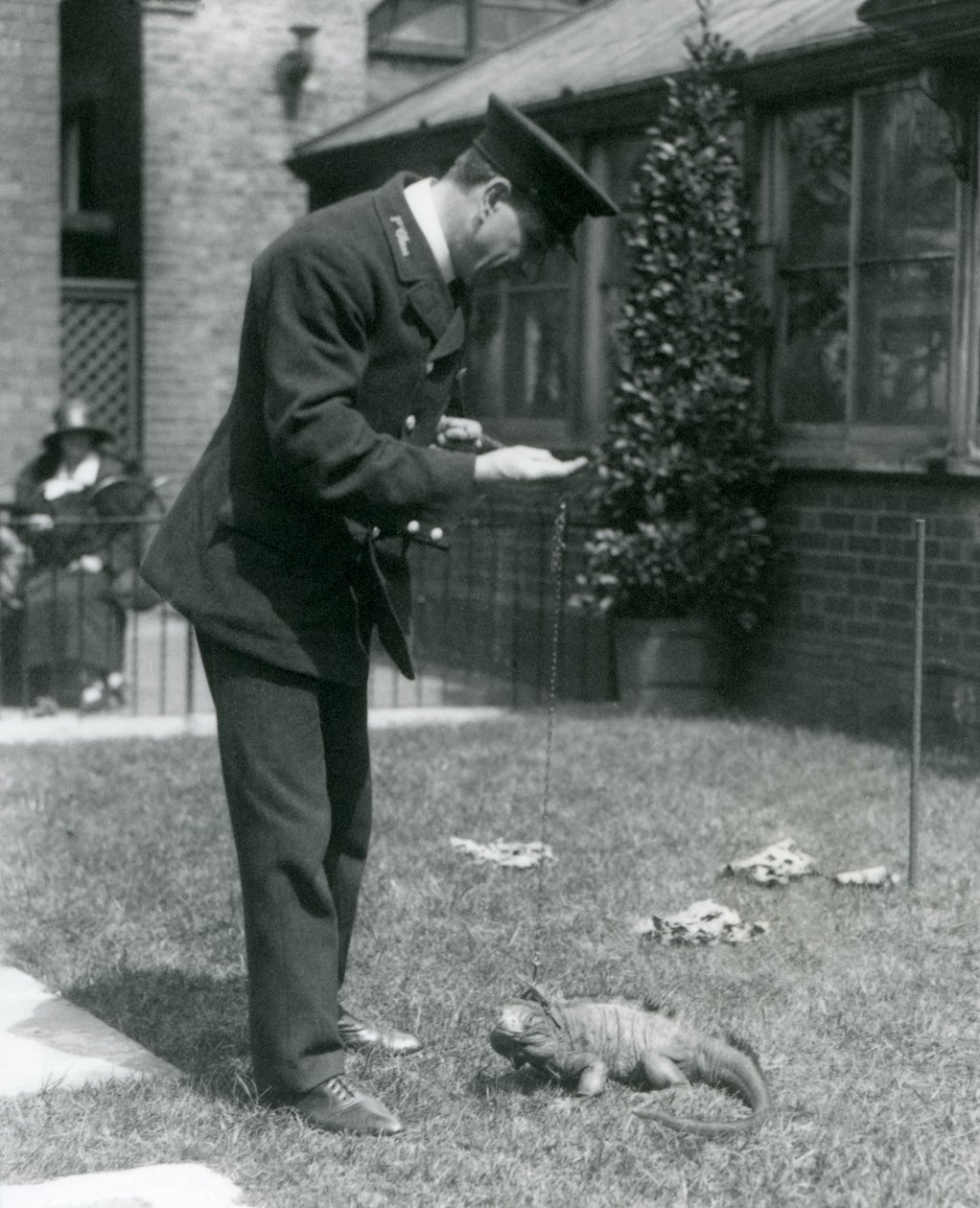 Goleiro, Collins, ligado, um, gramado, em, jardim zoológico londres, com, um, nublado, rocha, iguana, ligado, um, conduzir, londres, jardim zoológico, 1924 de Frederick William Bond