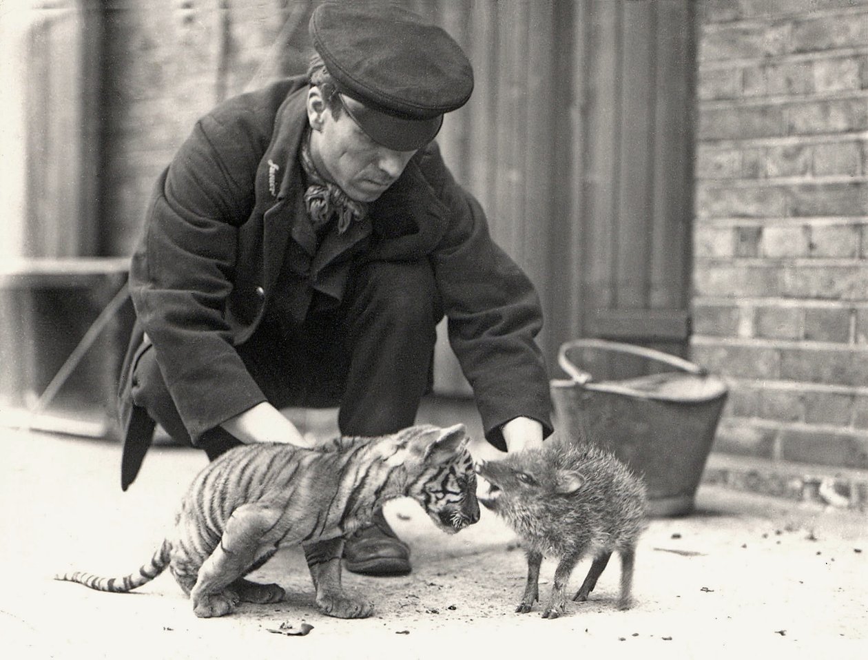 Keeper, H. Warwick, com um filhote de tigre e um queixada, tirada no ZSL London Zoo, em maio de 1914 de Frederick William Bond