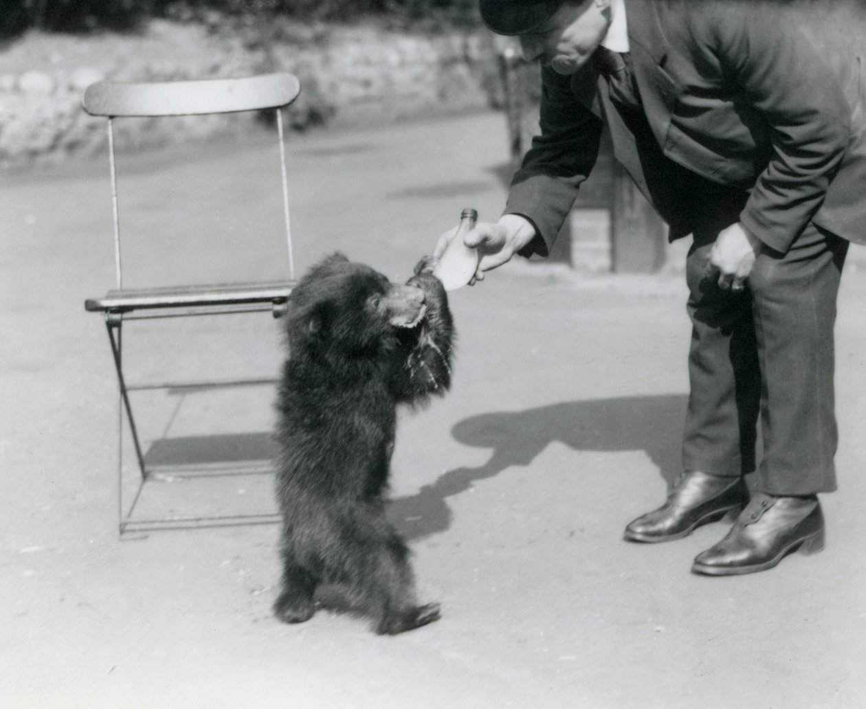 A garrafa do guardião Harry Warwick alimenta um filhote de urso-preguiça no zoológico de Londres, em agosto de 1921 de Frederick William Bond