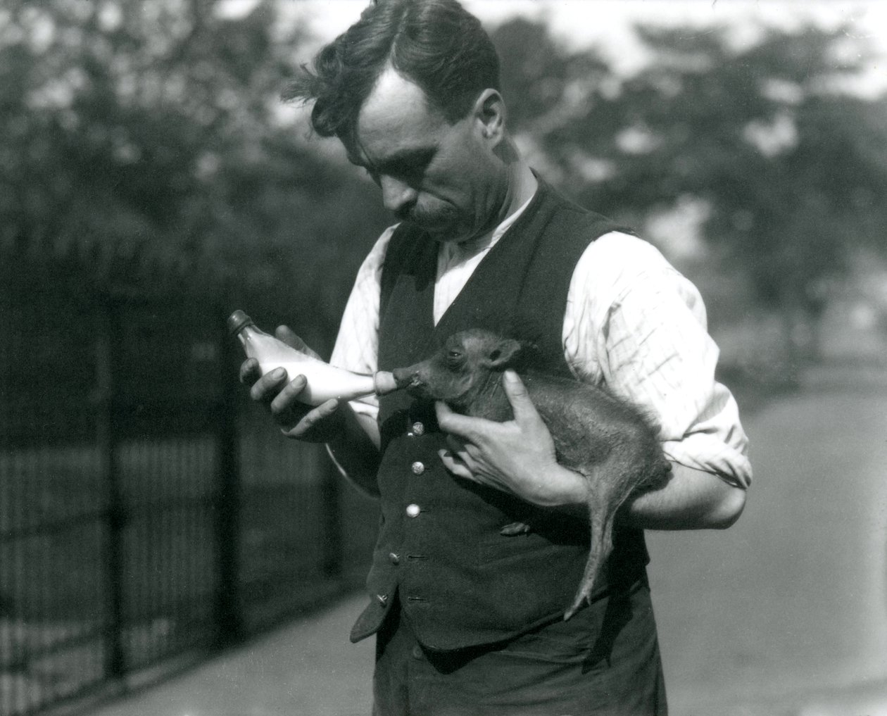 Garrafa de Keeper Warwick Harry alimenta um bebê Warthog no zoológico de Londres, em agosto de 1922 de Frederick William Bond