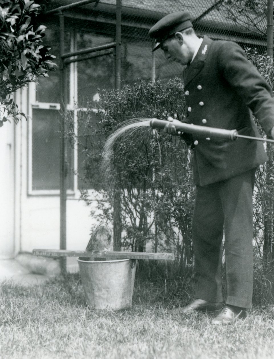 Guardião Thomas Raggett dando um Tawny Frogmouth um chuveiro, London Zoo, 1924 de Frederick William Bond