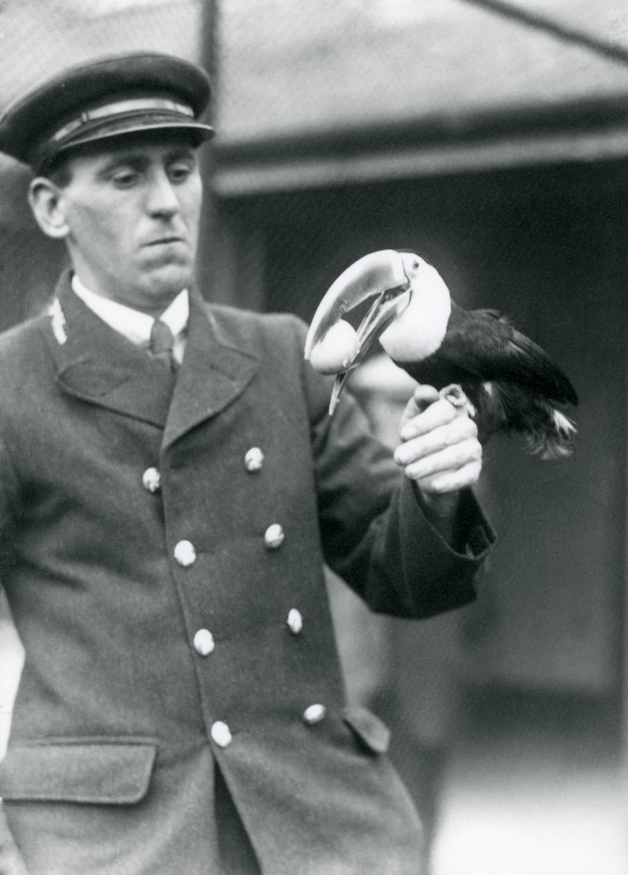 Keeper, Thomas Raggett, segurando um tucano-de-bico-vermelho com um ovo na boca no zoológico de Londres em 1924 de Frederick William Bond