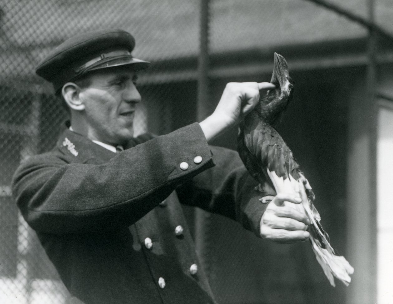 Keeper, Thomas Raggett, acariciando um grande índio Hornbill sob sua conta no zoológico de Londres, 1924 de Frederick William Bond