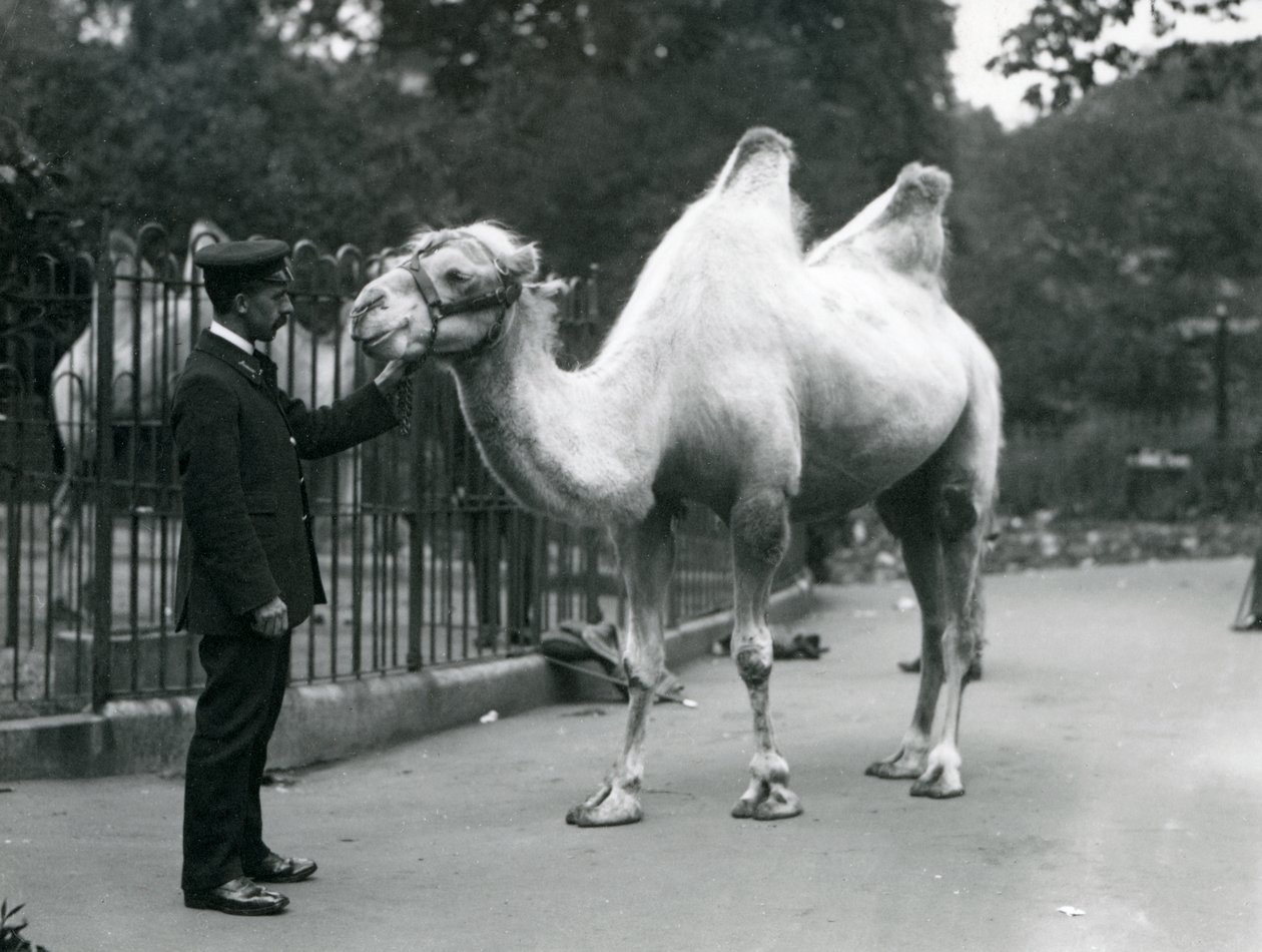 Keeper W. Styles com um camelo bactriano no zoológico de Londres, julho de 1914 de Frederick William Bond