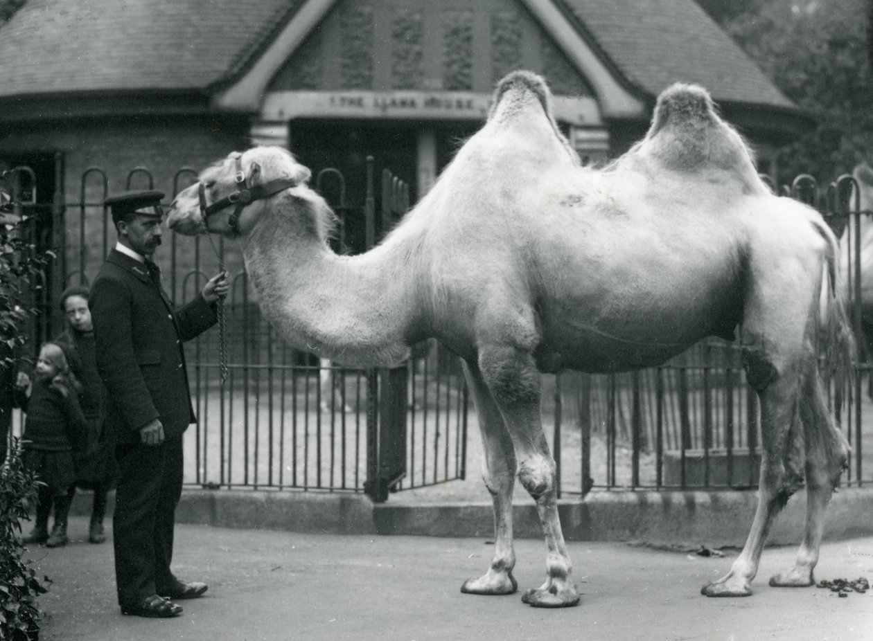 Keeper W. Styles, com um camelo bactriano, do lado de fora da Casa de Lhama no Zoológico de Londres, em julho de 1914 de Frederick William Bond