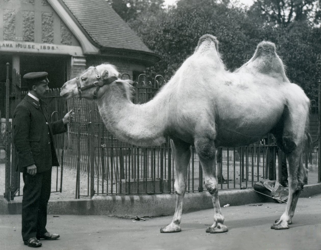 Keeper W. Styles, com um camelo bactriano, do lado de fora da Casa de Lhama no Zoológico de Londres, em julho de 1914 de Frederick William Bond