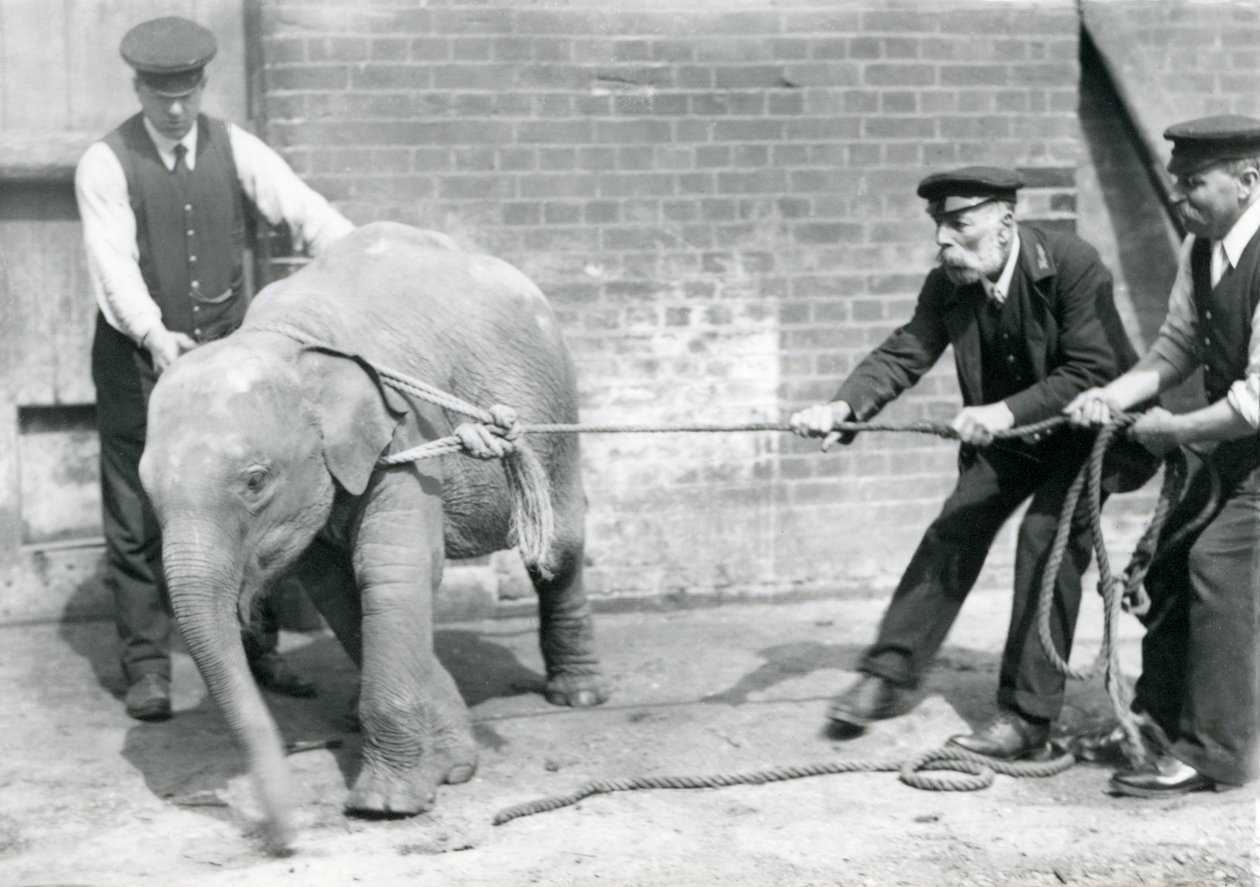 Guardiões A. Church, Charles Eyles e H. Robertson tentando levar um bebê elefante asiático em uma corda, o zoológico de Londres, em setembro de 1919 de Frederick William Bond