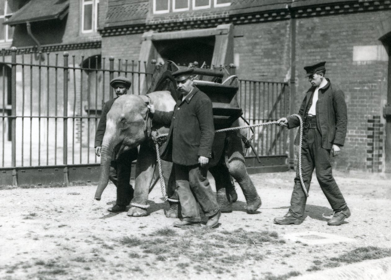 Os detentores Jack Milbourne, H Robertson e Thomas treinam um jovem elefante asiático, o zoológico de Londres, em maio de 1922 (foto bw) de Frederick William Bond