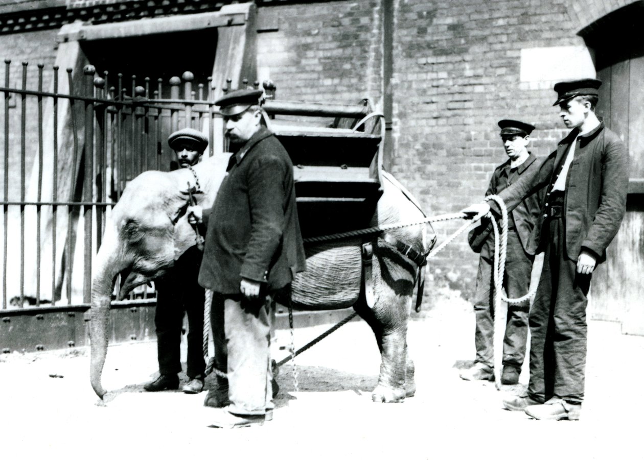 Os detentores Jack Milbourne, H Robertson e Thomas treinam um jovem elefante asiático, o zoológico de Londres, em maio de 1922 (foto bw) de Frederick William Bond