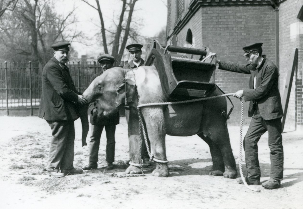 Os detentores Jack Milbourne, H Robertson e Thomas treinam um jovem elefante asiático, o zoológico de Londres, em maio de 1922 (foto bw) de Frederick William Bond