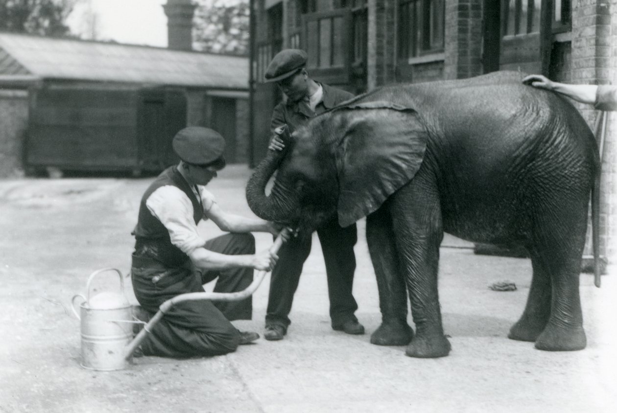 Guardiões ajudam o jovem elefante africano Kiberenge a beber de uma mangueira que foi anexada a um regador, o zoológico de Londres, em julho de 1924 de Frederick William Bond