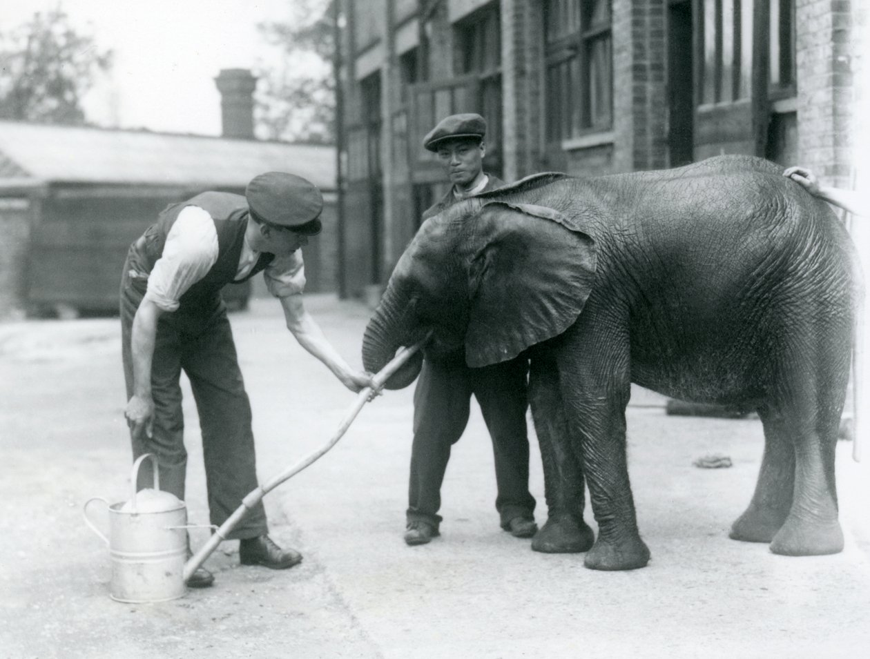 Guardiões ajudam o jovem elefante africano Kiberenge a beber de uma mangueira que foi presa a um regador, o zoológico de Londres, em julho de 1924 de Frederick William Bond