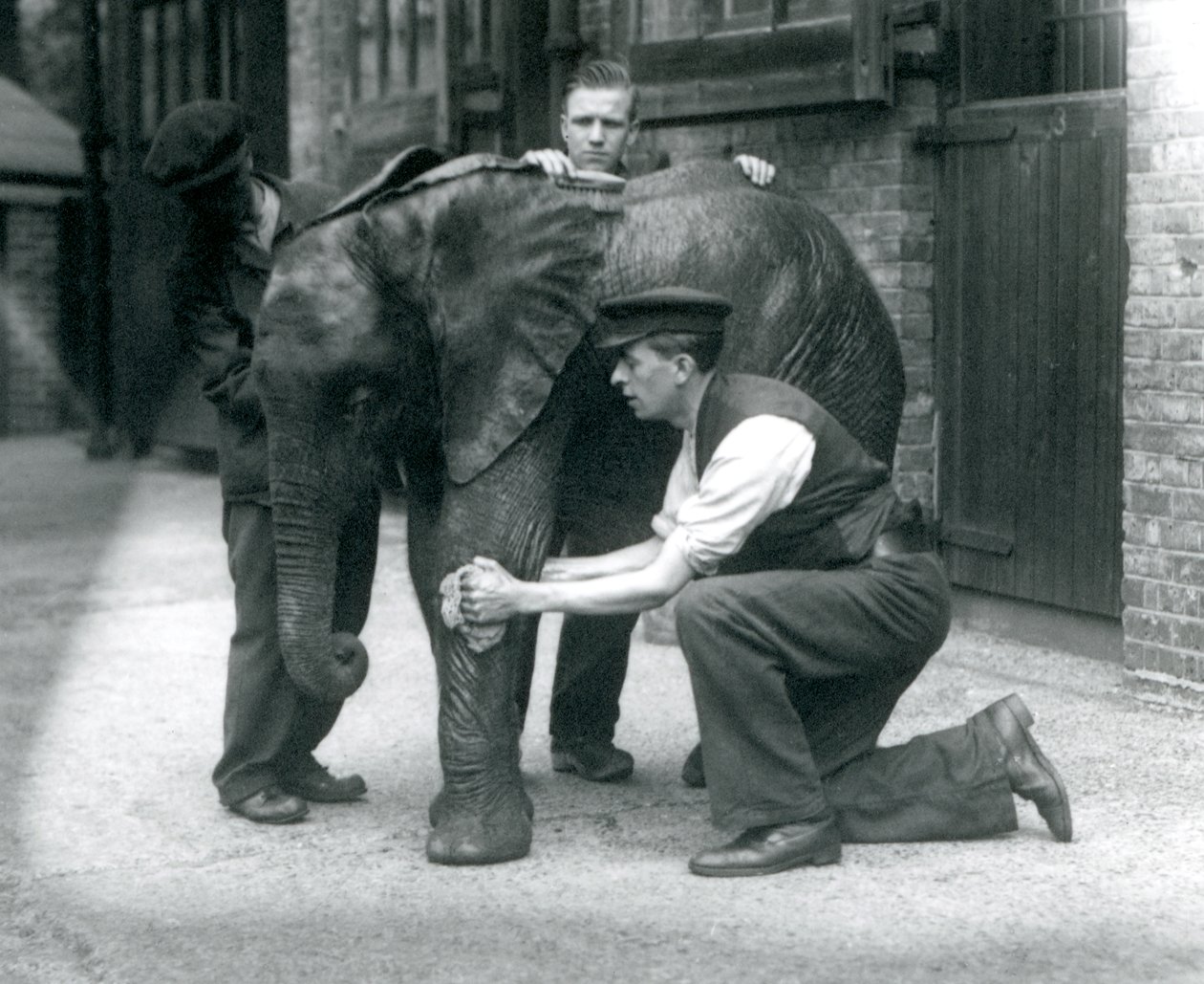 Guardiões que cobrem a pele do jovem elefante africano Kiberenge, zoológico de Londres, julho de 1924 de Frederick William Bond