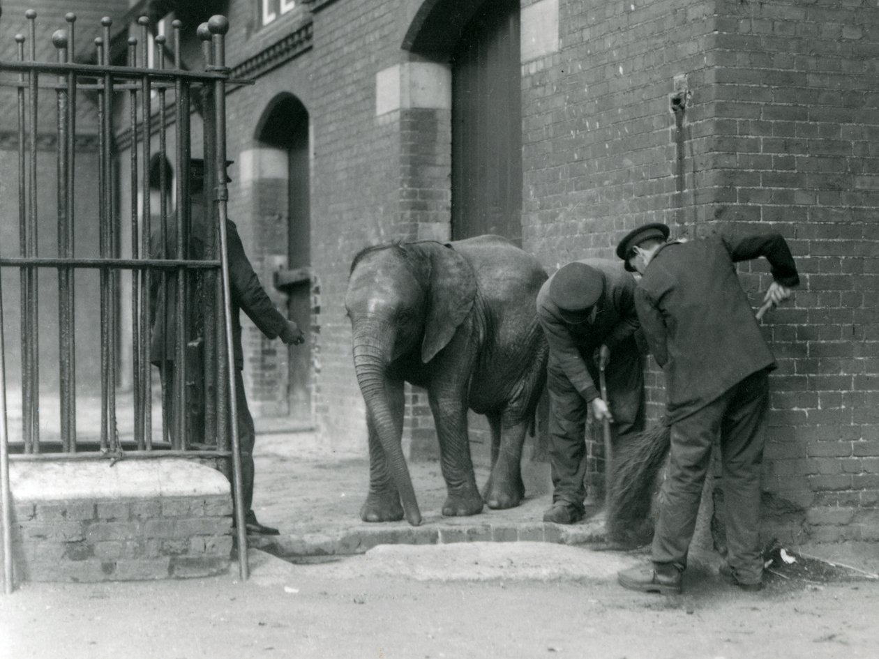 Guardiões com o jovem elefante africano macho Kiberenge, zoológico de Londres, 1924 de Frederick William Bond