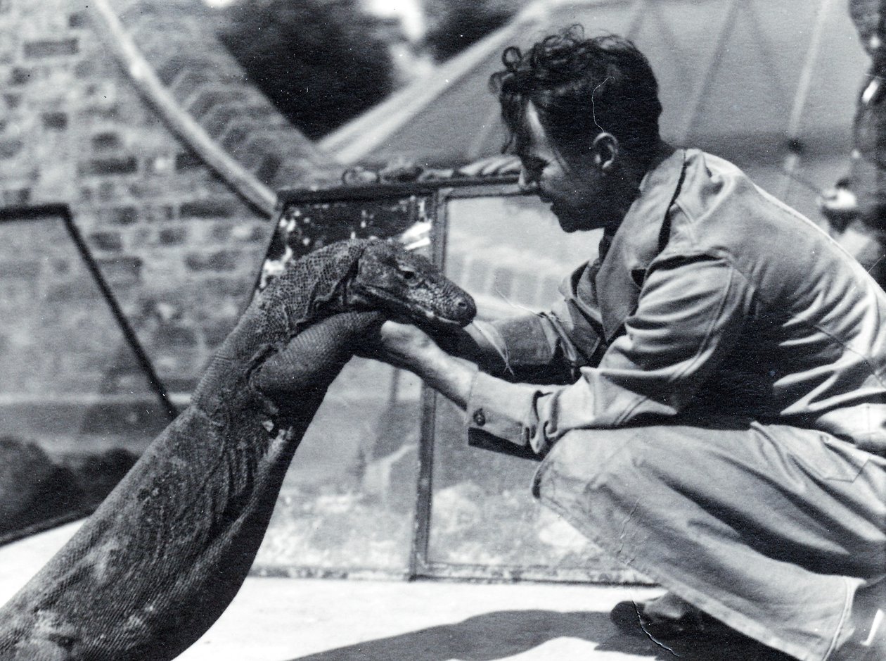 Dragão de Komodo Sumbawa com o guardião H. Alec Budd, 1928 de Frederick William Bond
